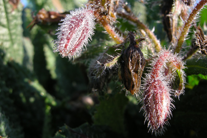 Borago officinalis / Borragine comune